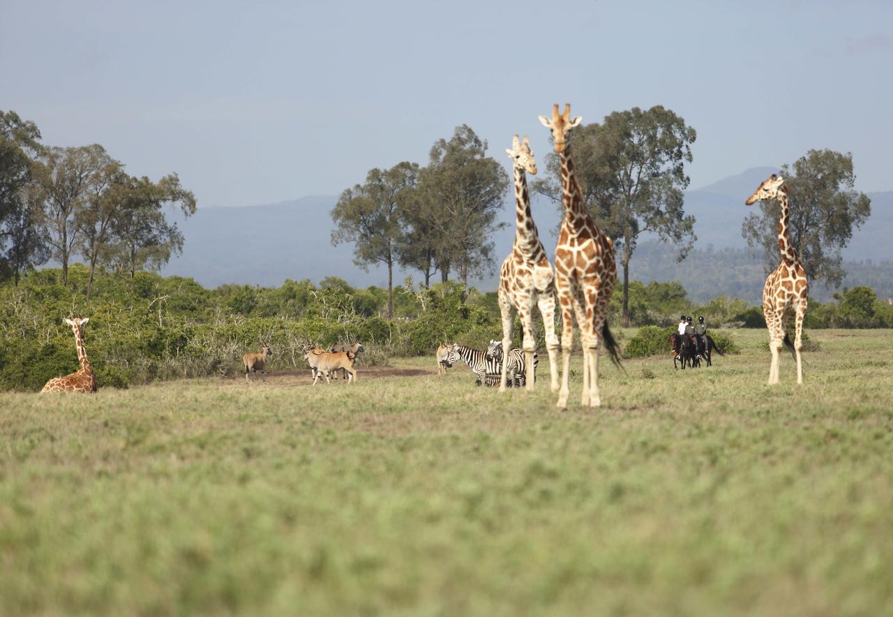 The Aberdare Country Club Hotel Mweiga Eksteriør billede
